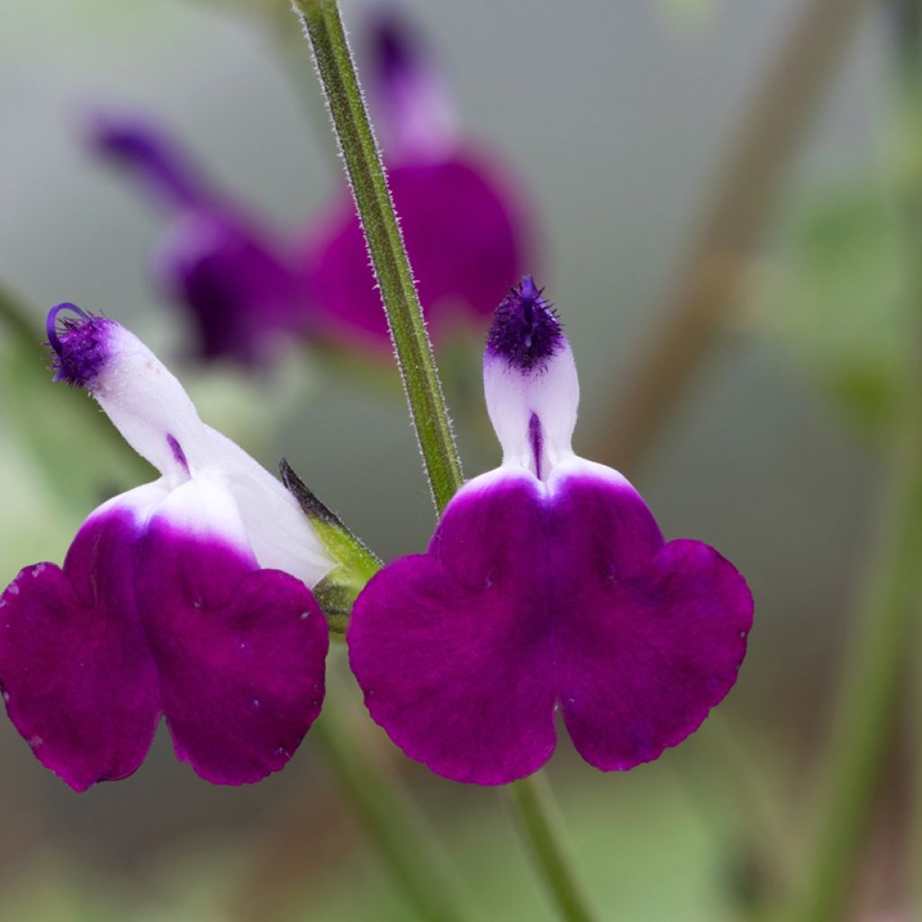 Syyssalvia Amethyst Lips