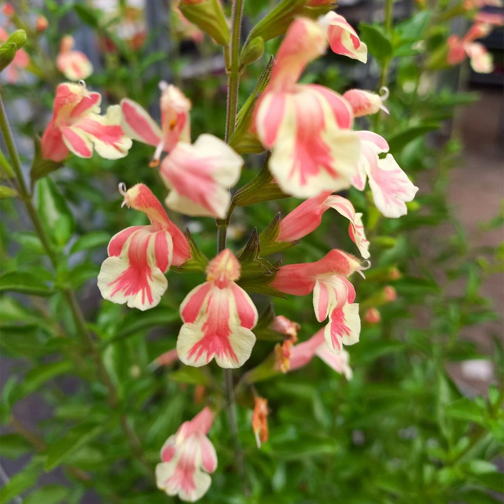 Keijunsalvia Belle de Loire