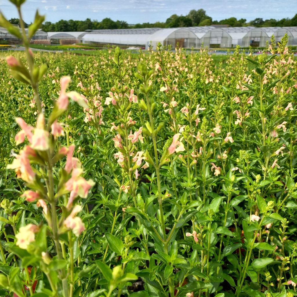 Keijunsalvia Belle de Loire