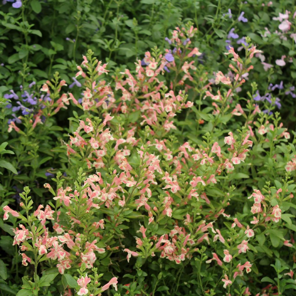 Keijunsalvia Belle de Loire