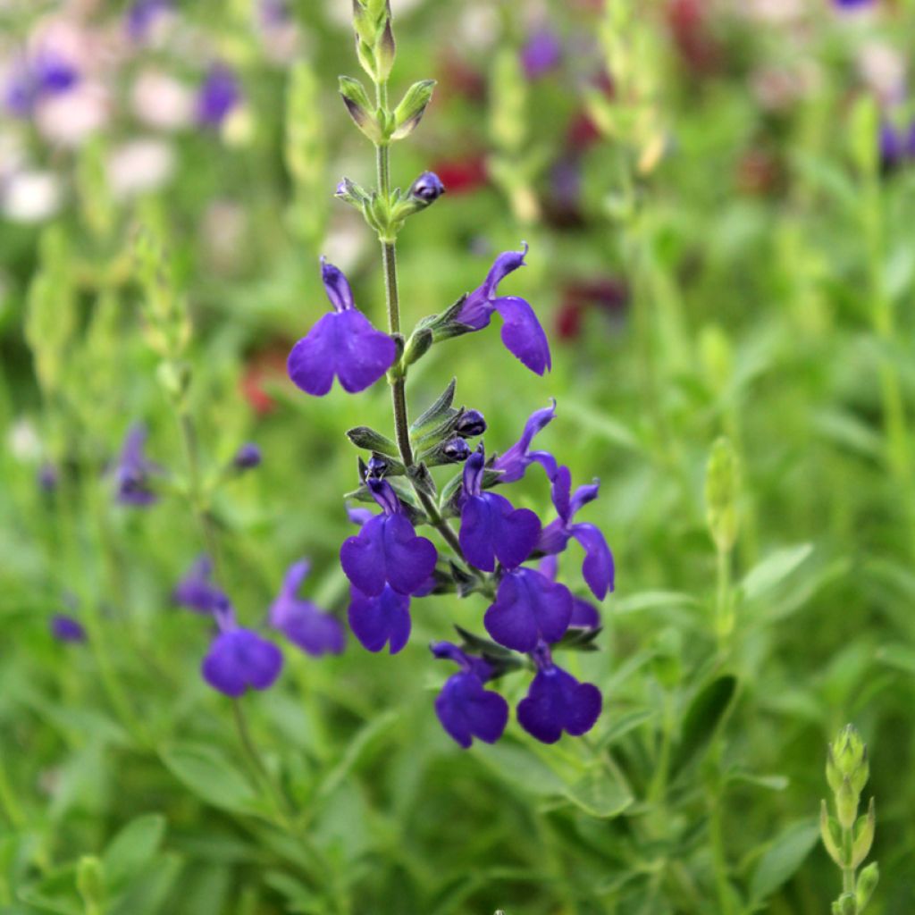 Keijunsalvia Blue Note