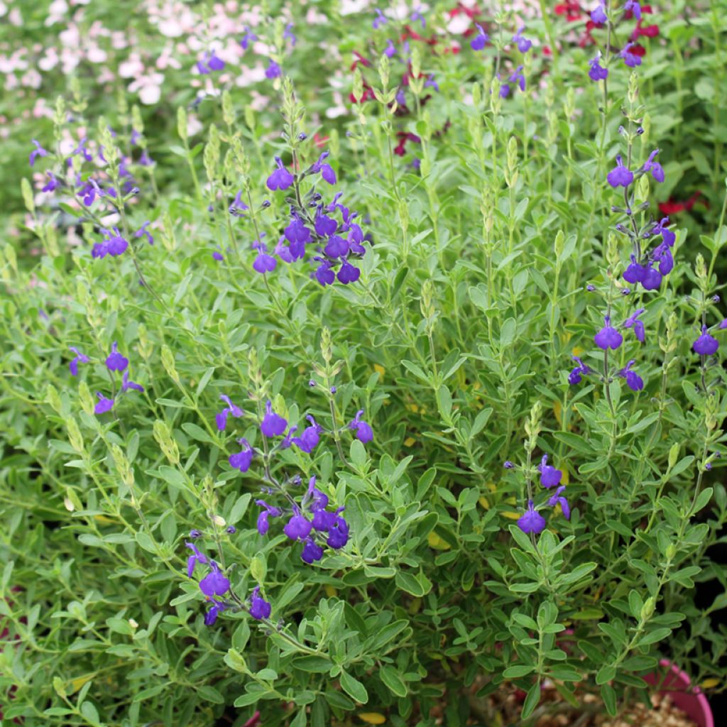 Keijunsalvia Blue Note