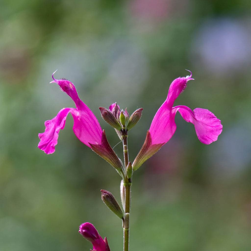 Keijunsalvia Cerro Potosi
