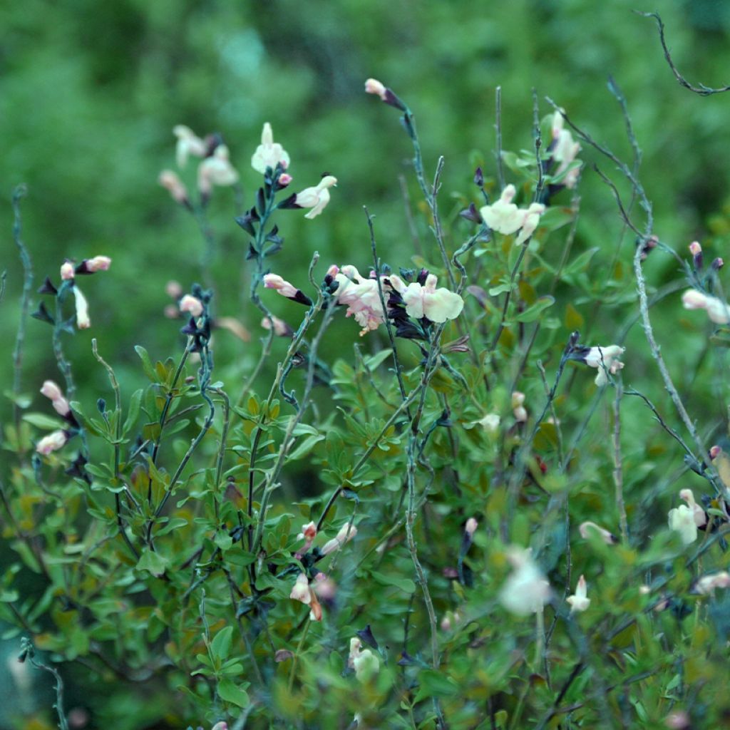 Keijunsalvia Melen