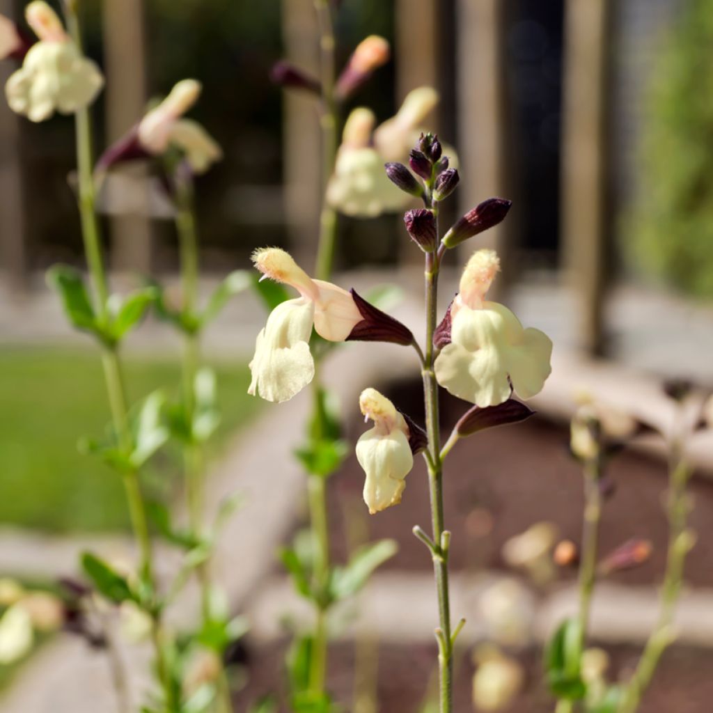 Keijunsalvia Melen