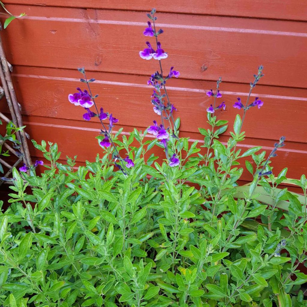 Keijunsalvia Oriental Dove