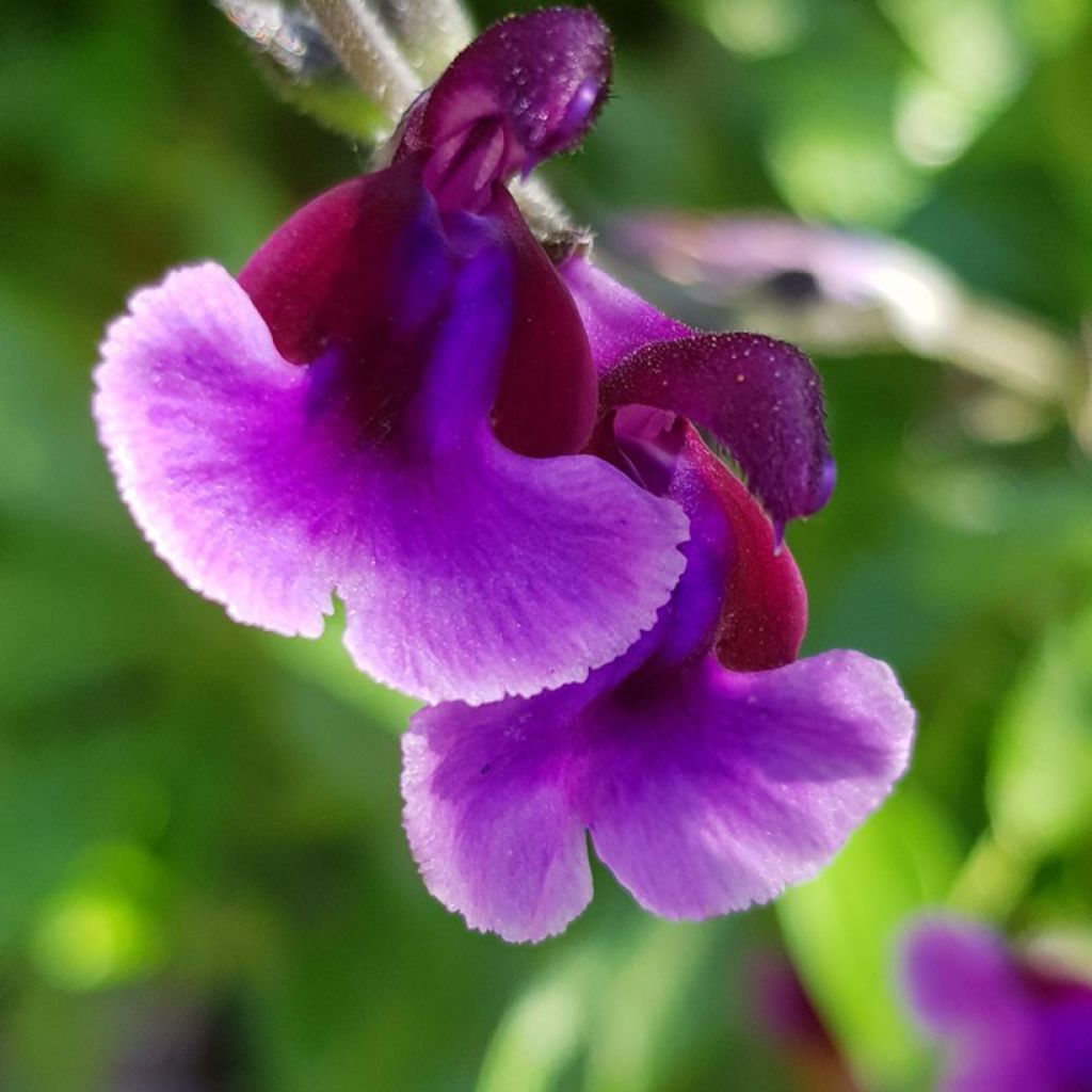 Keijunsalvia Oriental Dove