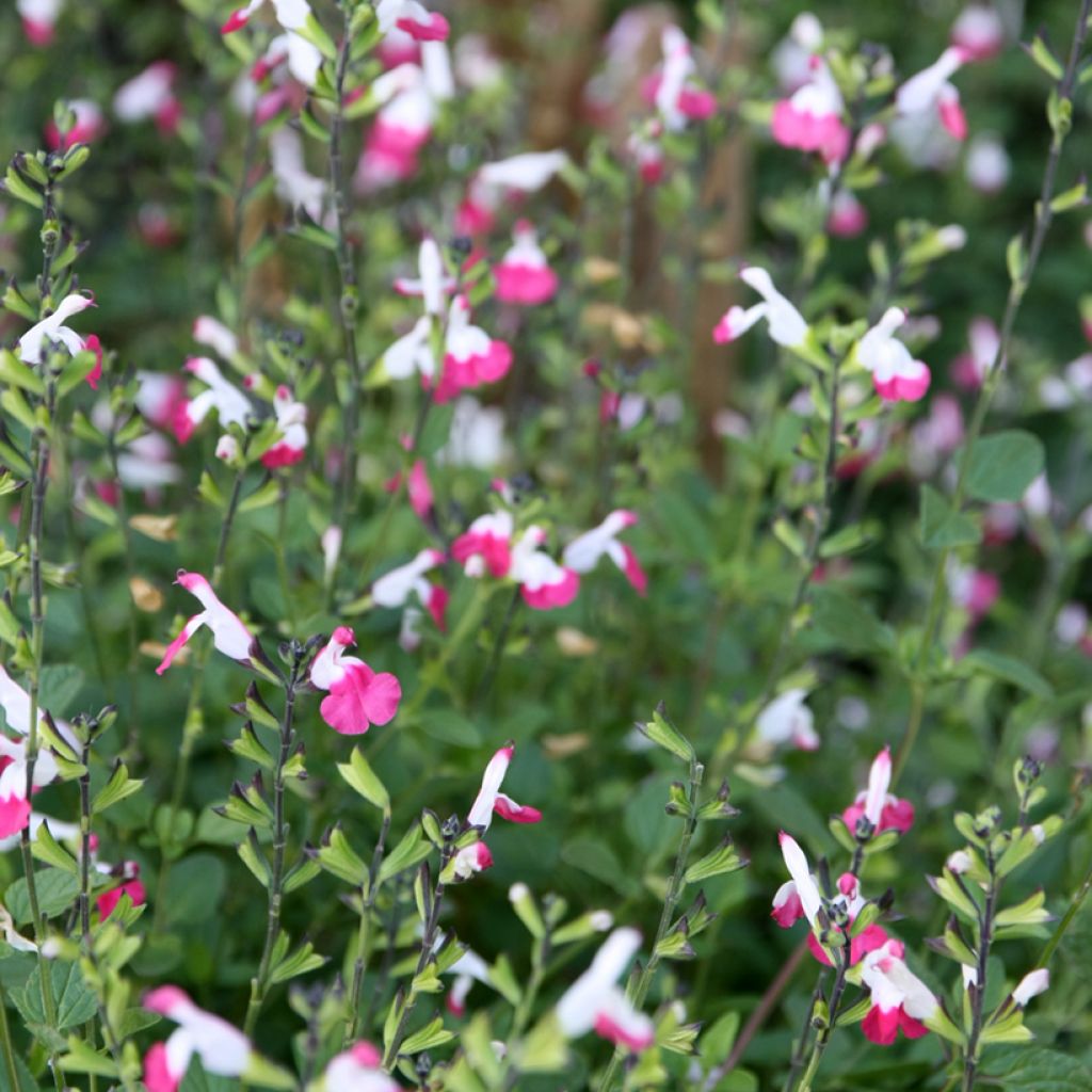 Keijunsalvia Pink Lips