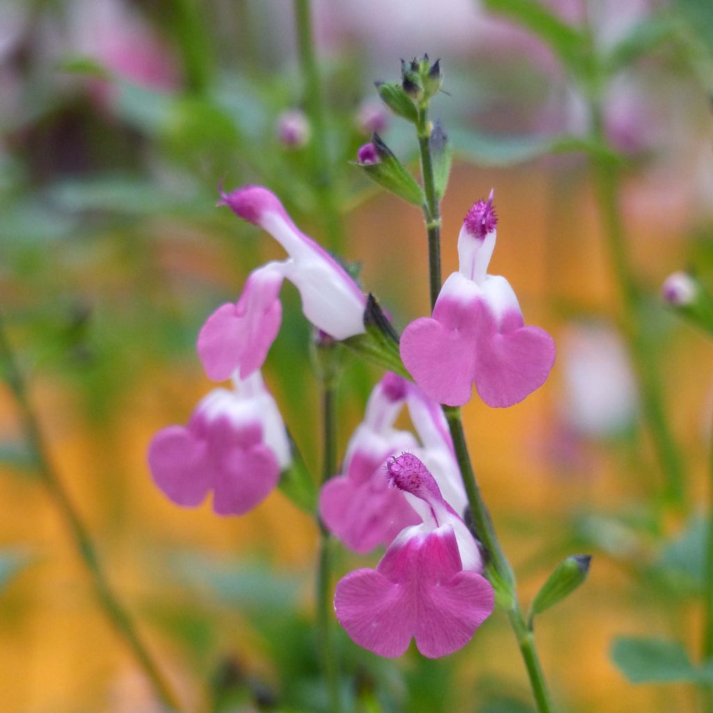 Keijunsalvia Pink Lips