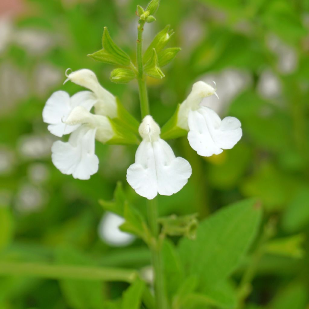 Syyssalvia Alba