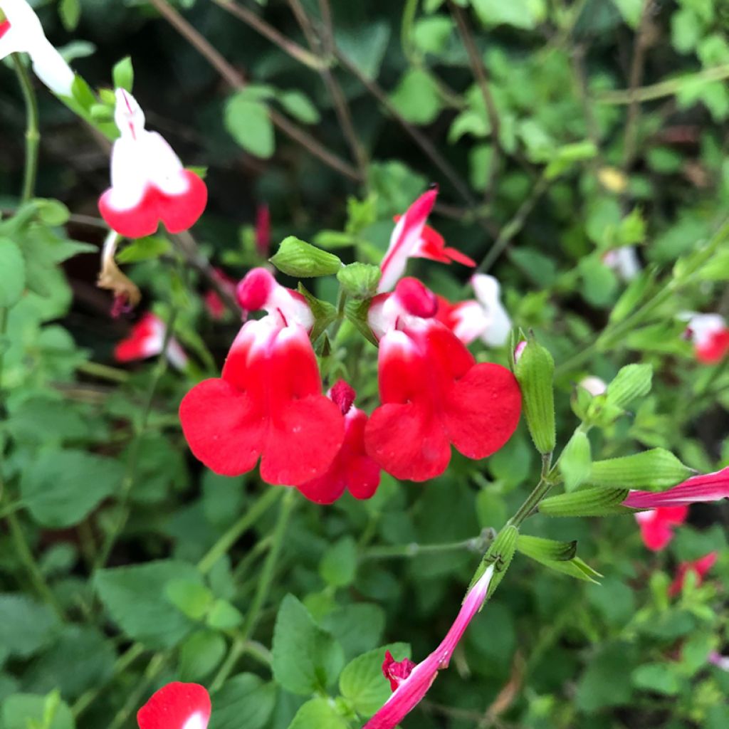 Keijunsalvia Hot Lips