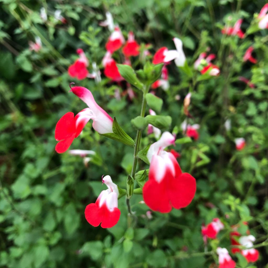 Keijunsalvia Hot Lips