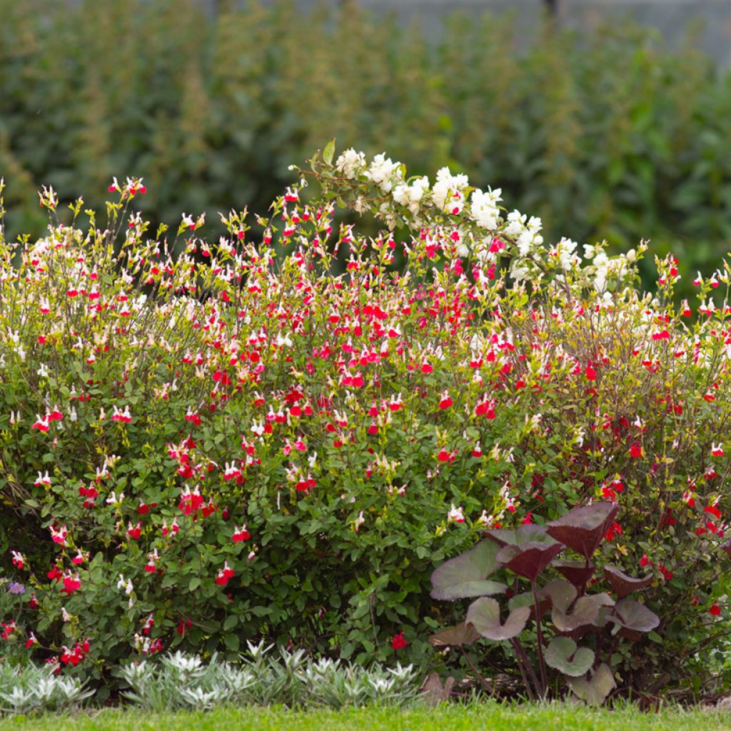 Keijunsalvia Hot Lips
