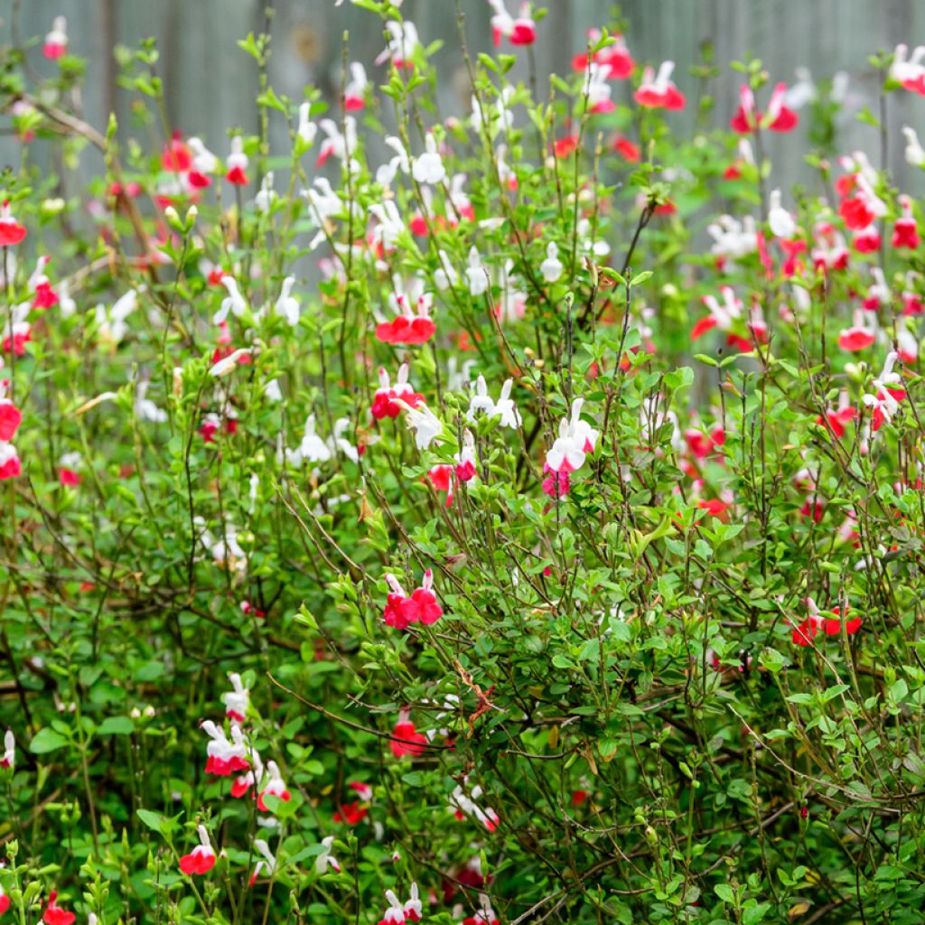 Keijunsalvia Hot Lips