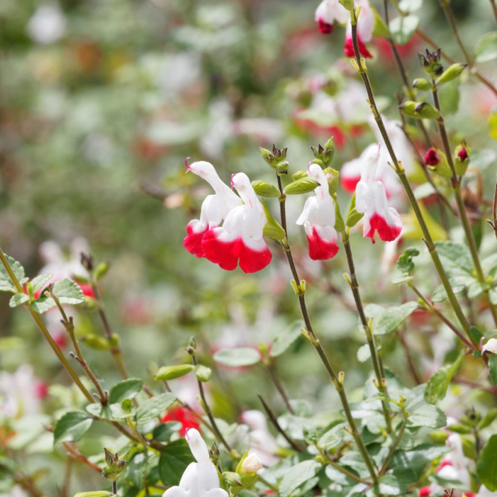 Keijunsalvia Hot Lips