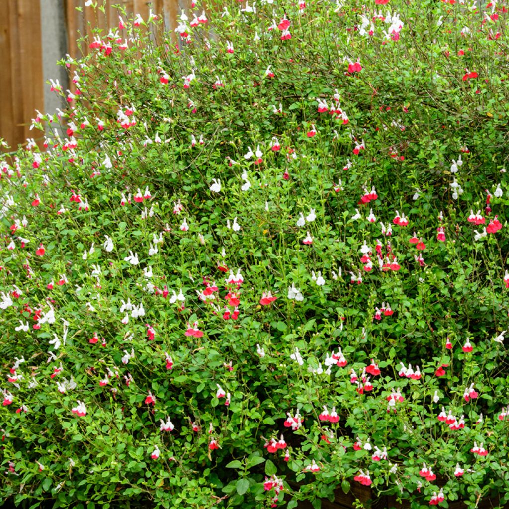 Keijunsalvia Hot Lips
