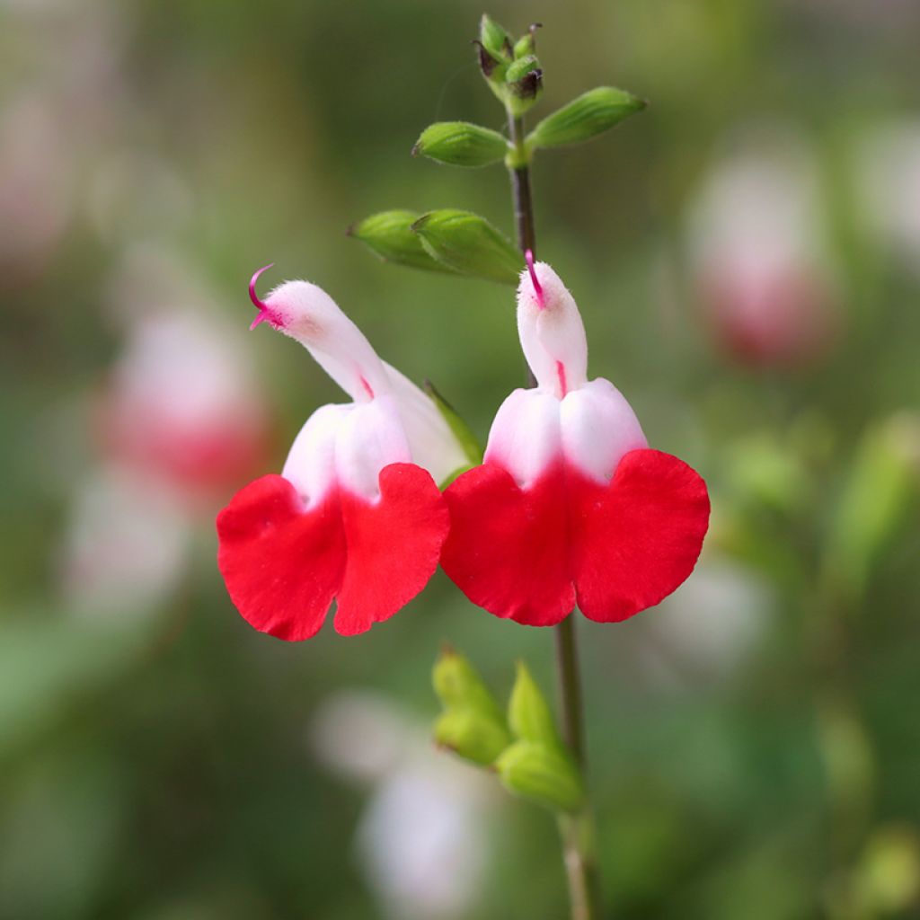 Keijunsalvia Hot Lips
