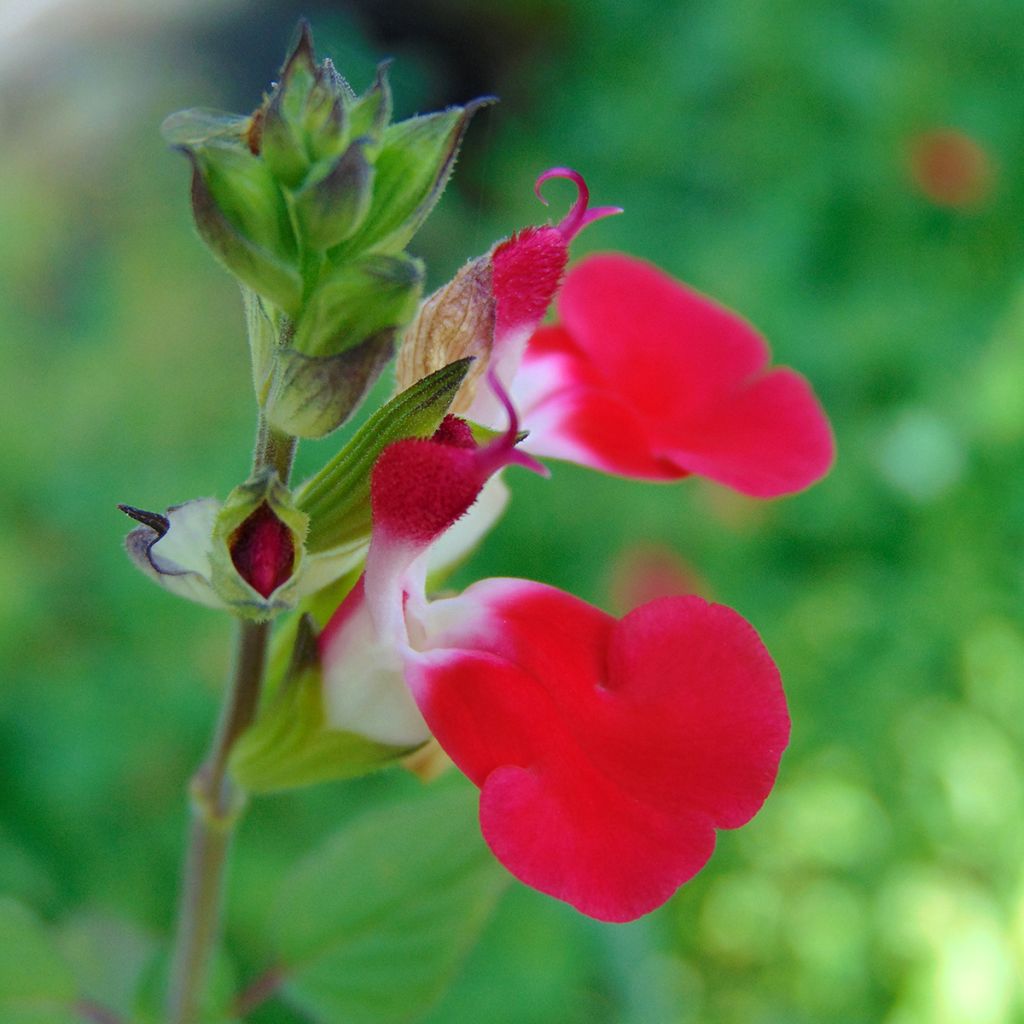 Keijunsalvia Hot Lips