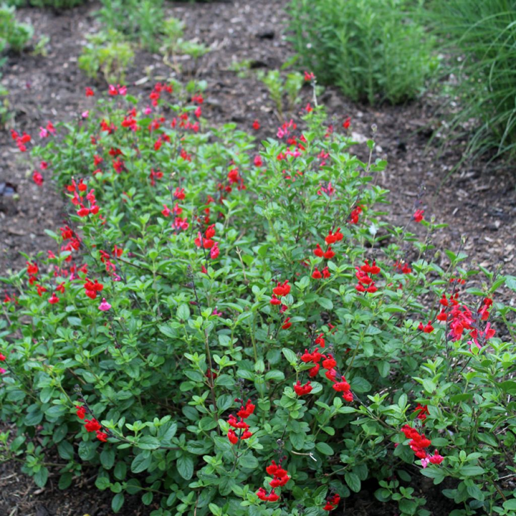 Keijunsalvia Royal Bumble
