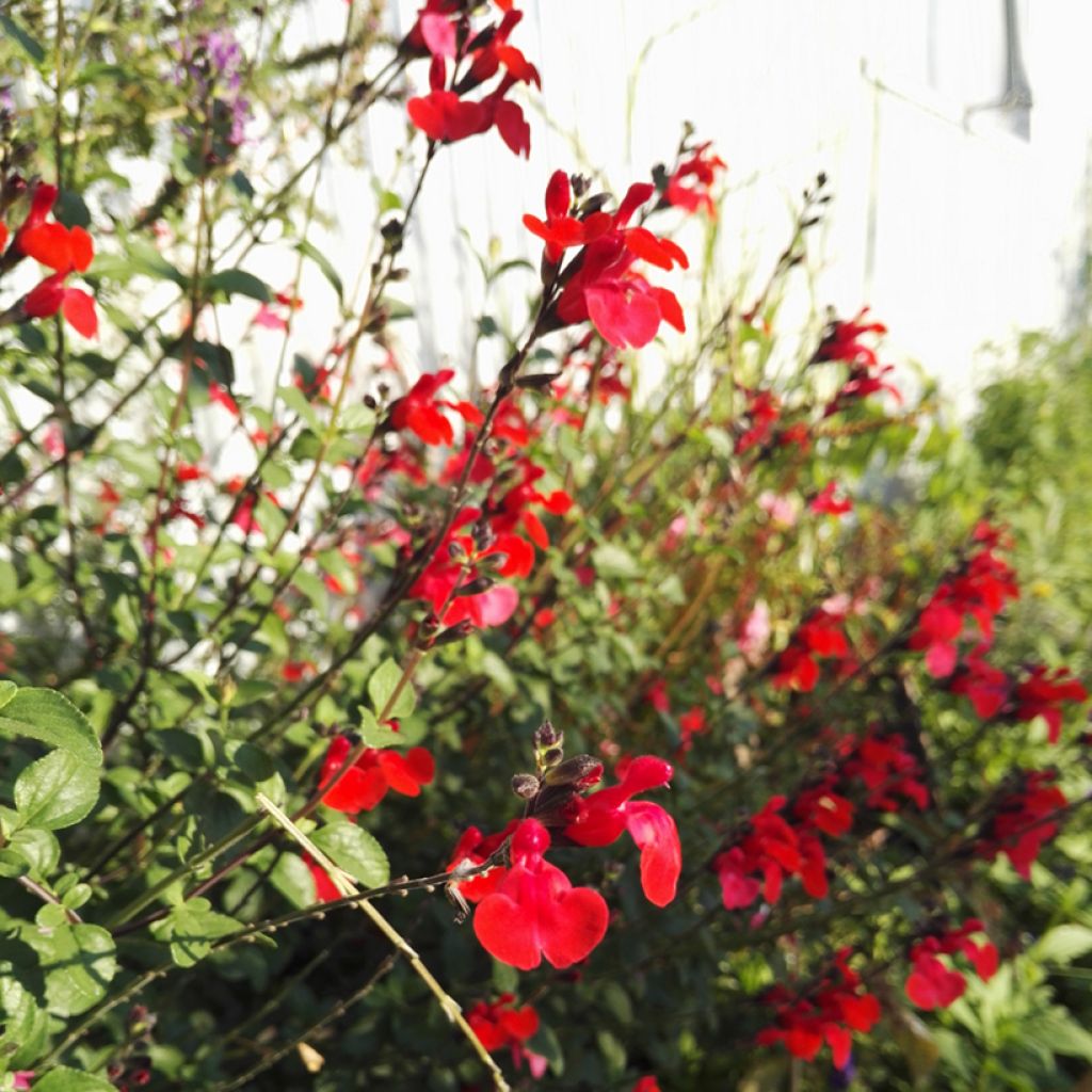 Keijunsalvia Royal Bumble