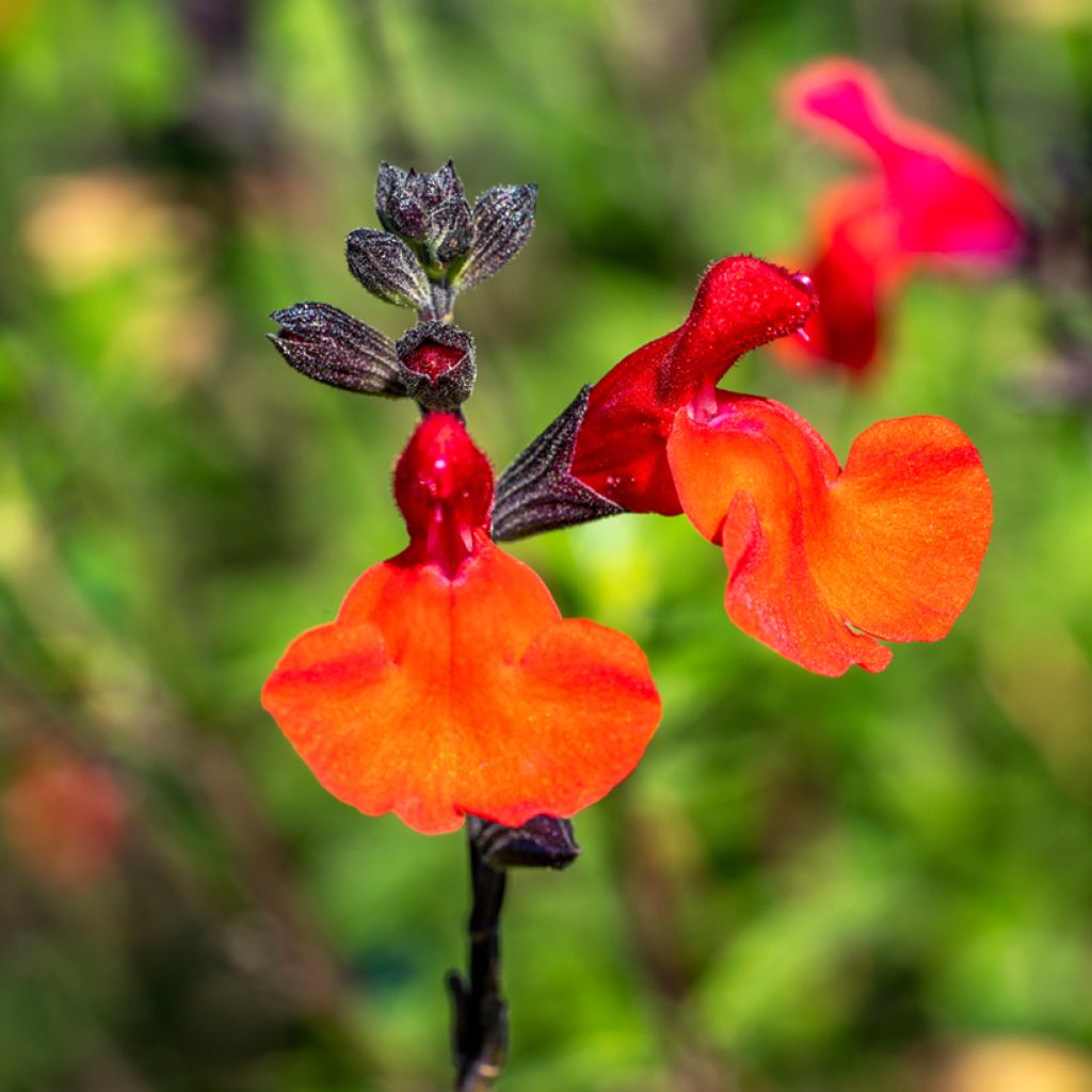 Keijunsalvia Royal Bumble