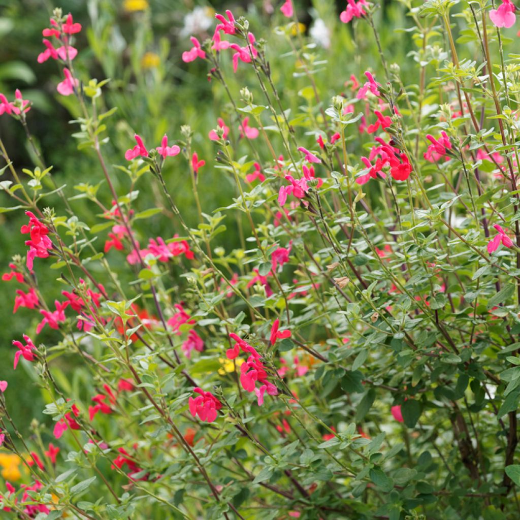 Keijunsalvia - Salvia microphylla grahamii