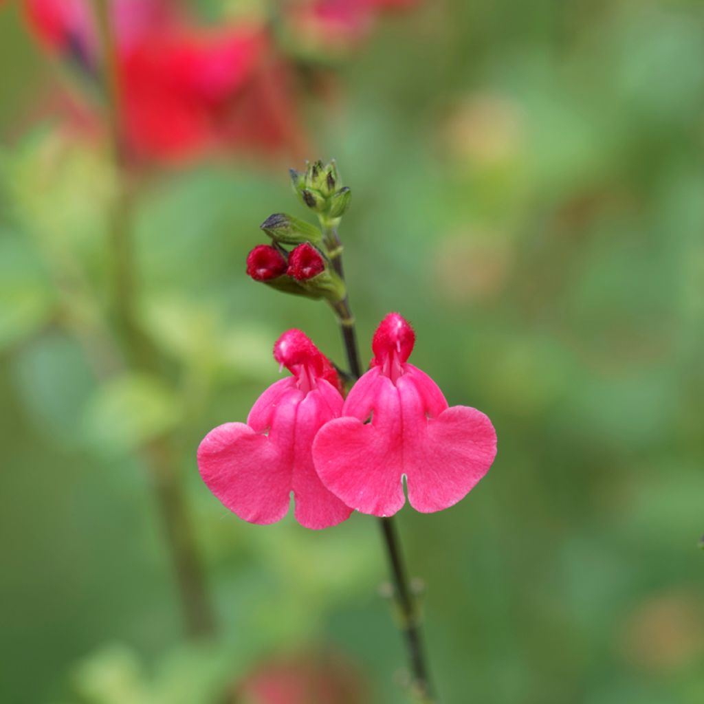 Keijunsalvia - Salvia microphylla grahamii