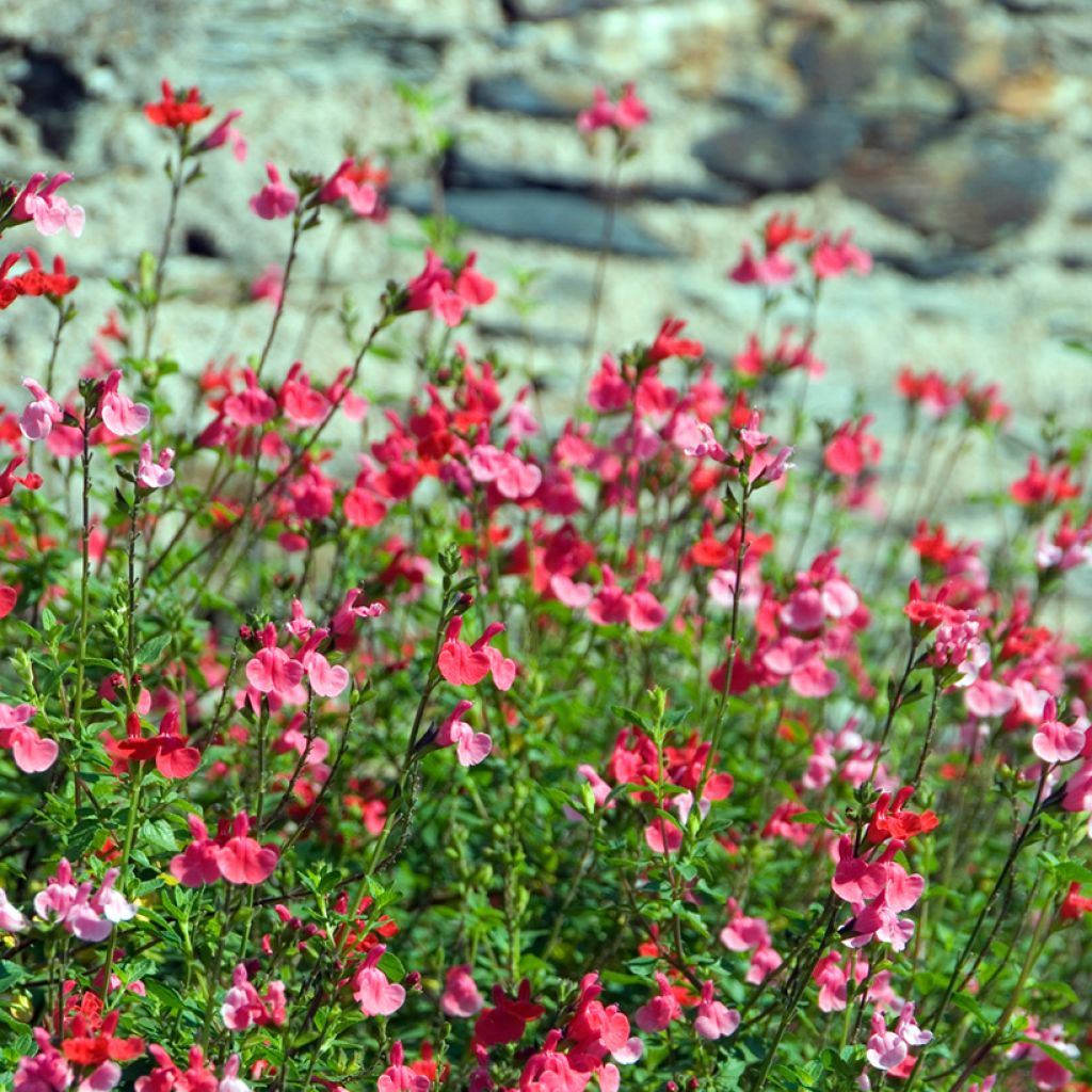 Keijunsalvia - Salvia microphylla grahamii