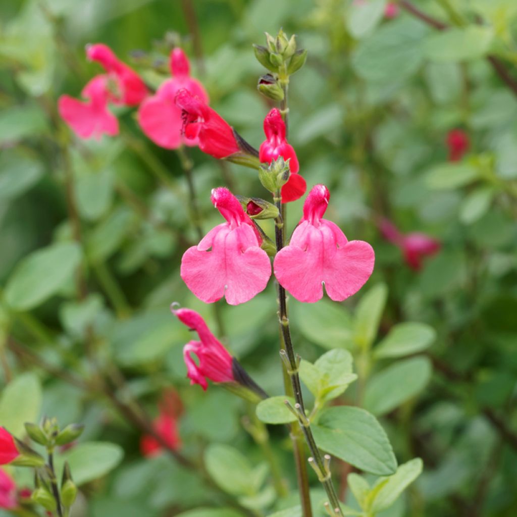 Keijunsalvia - Salvia microphylla grahamii