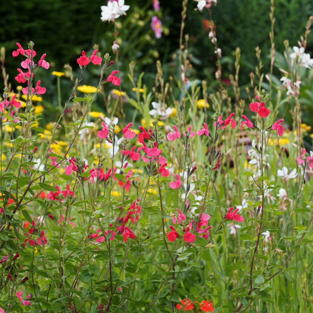 Keijunsalvia - Salvia microphylla grahamii