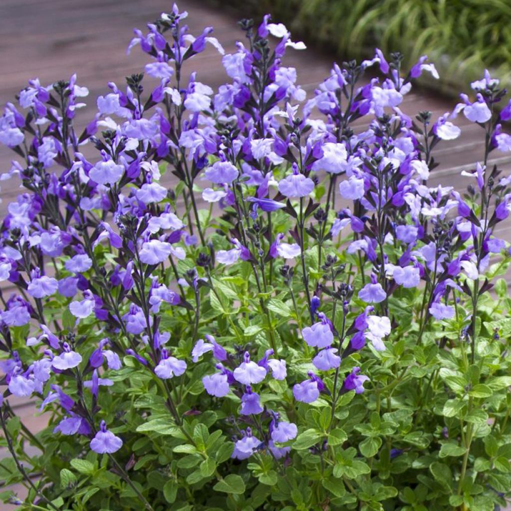 Keijunsalvia SO Cool Pale Blue