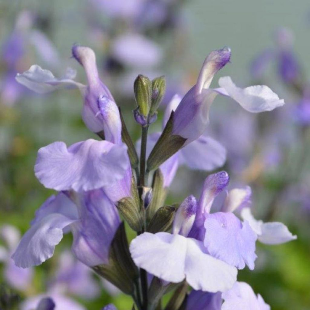 Keijunsalvia SO Cool Pale Blue