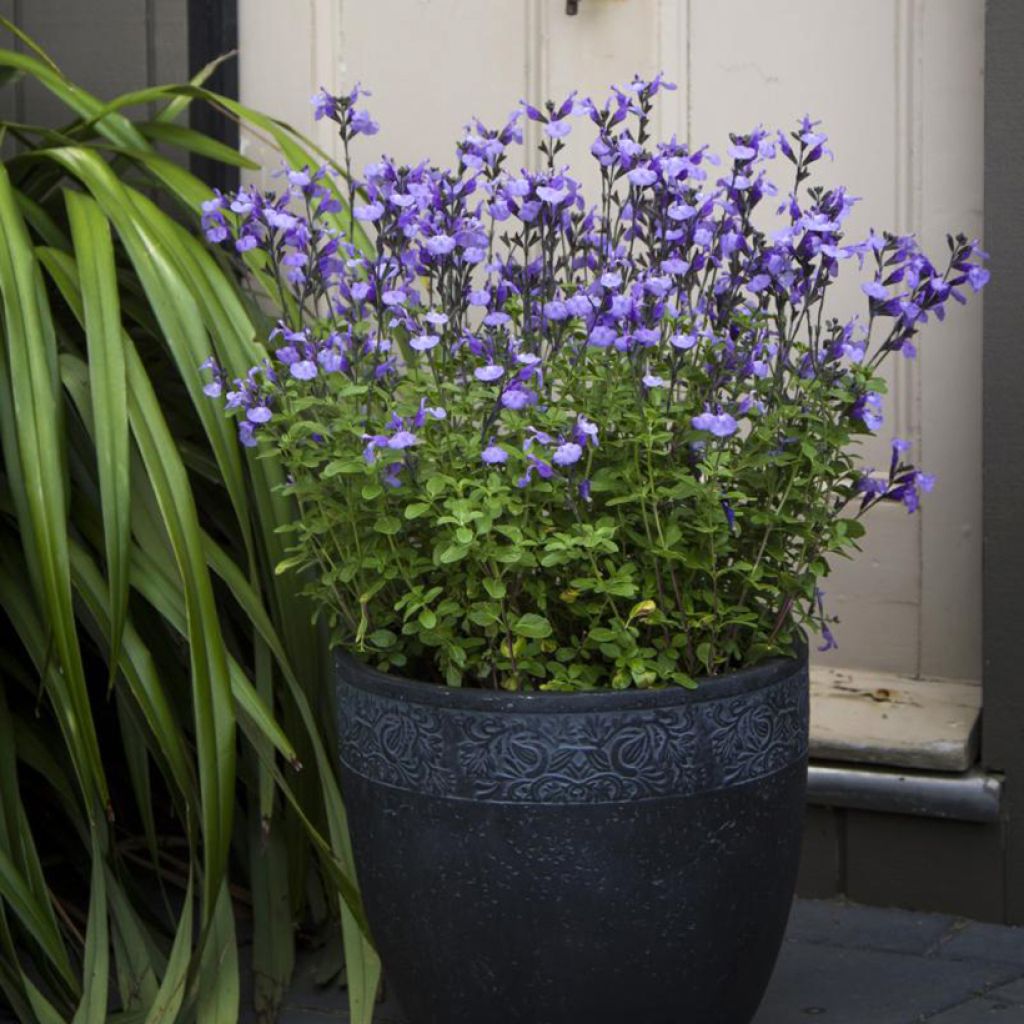 Keijunsalvia SO Cool Pale Blue