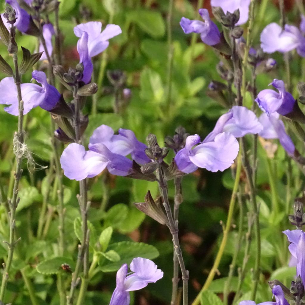 Keijunsalvia SO Cool Pale Blue