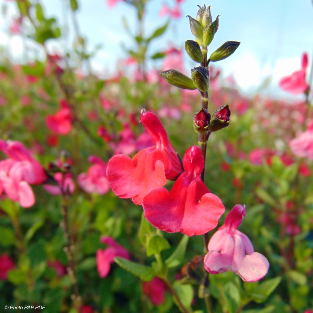Keijunsalvia - Salvia microphylla grahamii