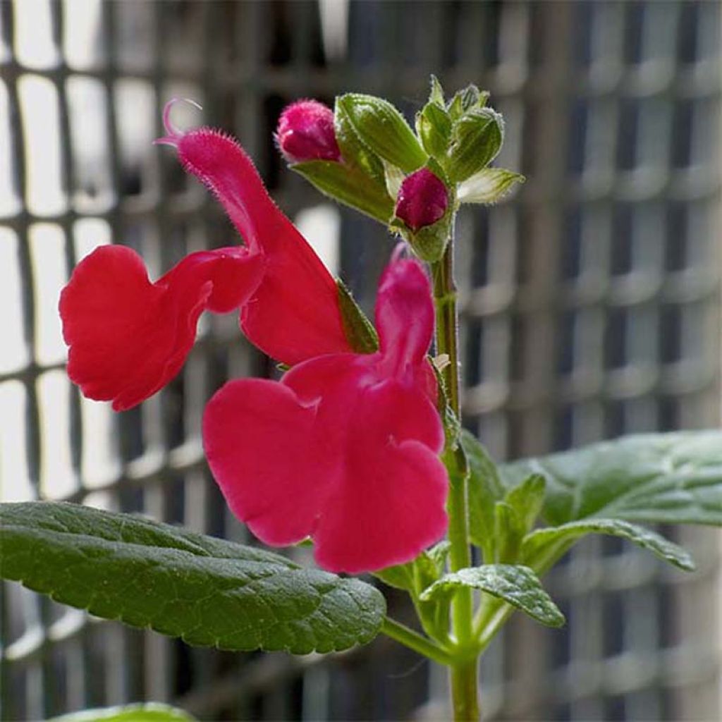 Keijunsalvia - Salvia microphylla grahamii