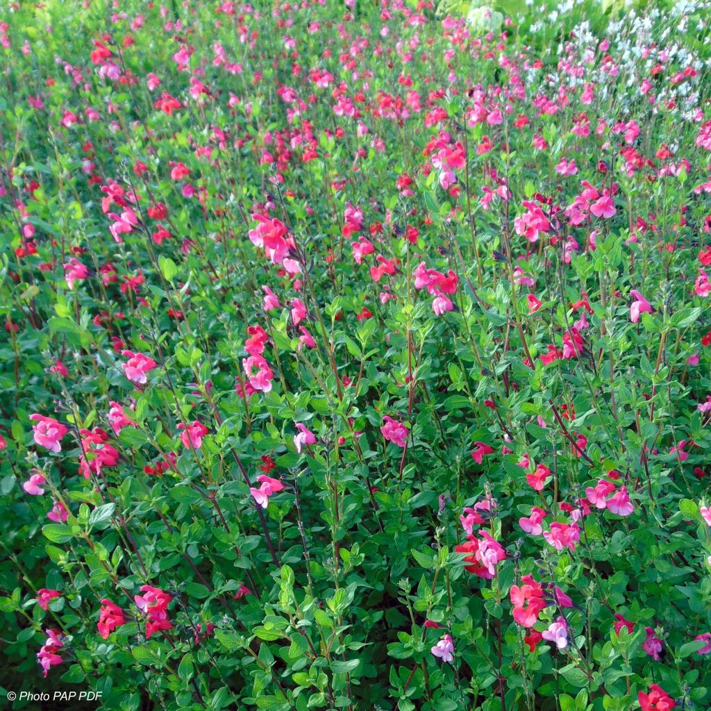 Keijunsalvia - Salvia microphylla grahamii