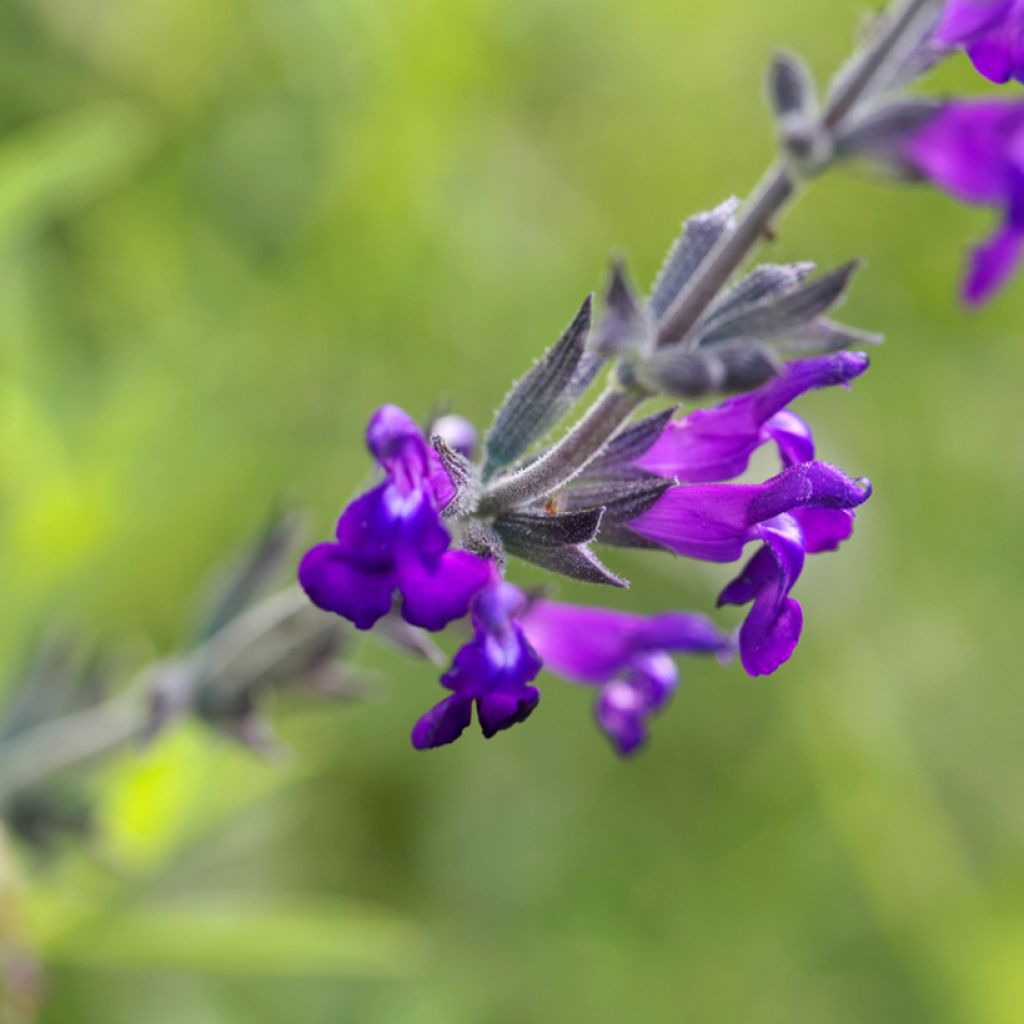 Keijunsalvia - Salvia coahuilensis
