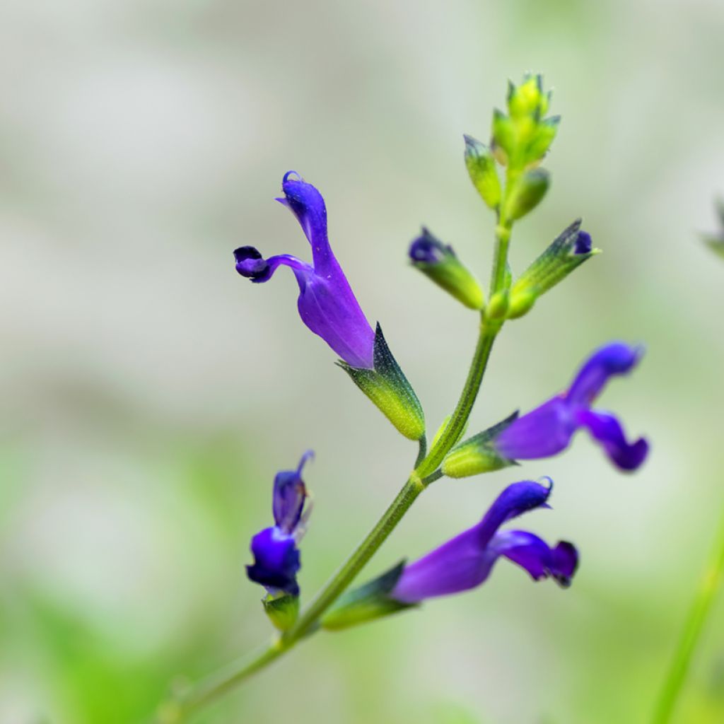 Keijunsalvia - Salvia coahuilensis