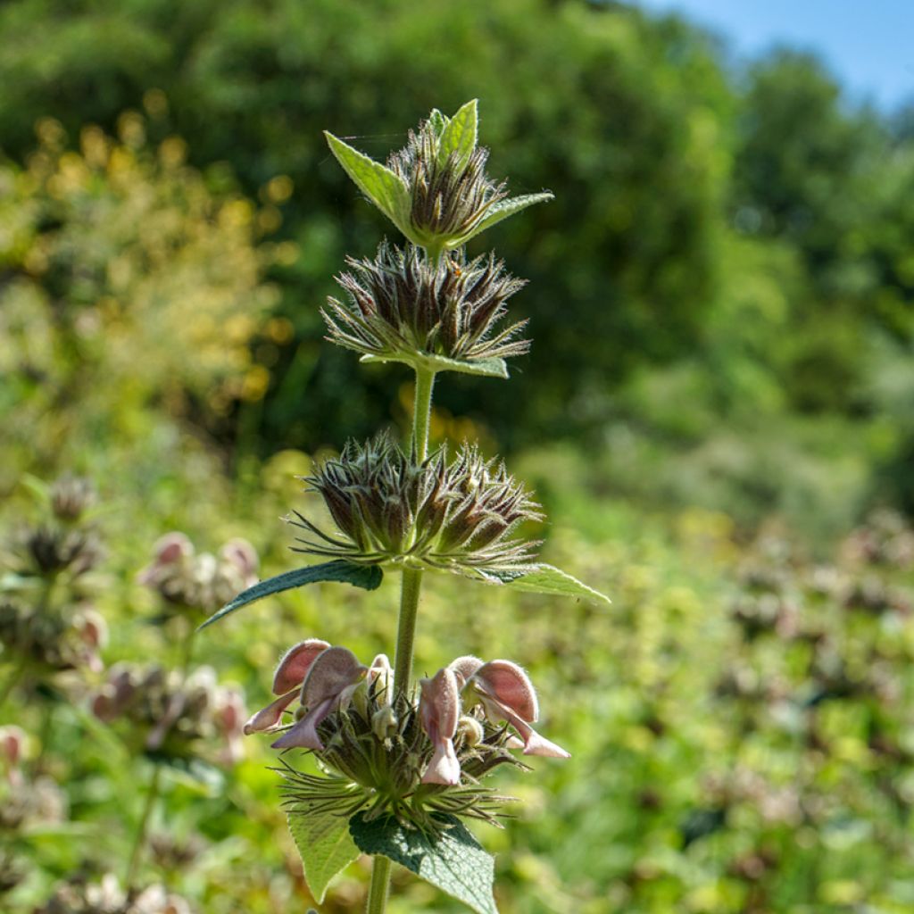 Paloyrti - Phlomis samia