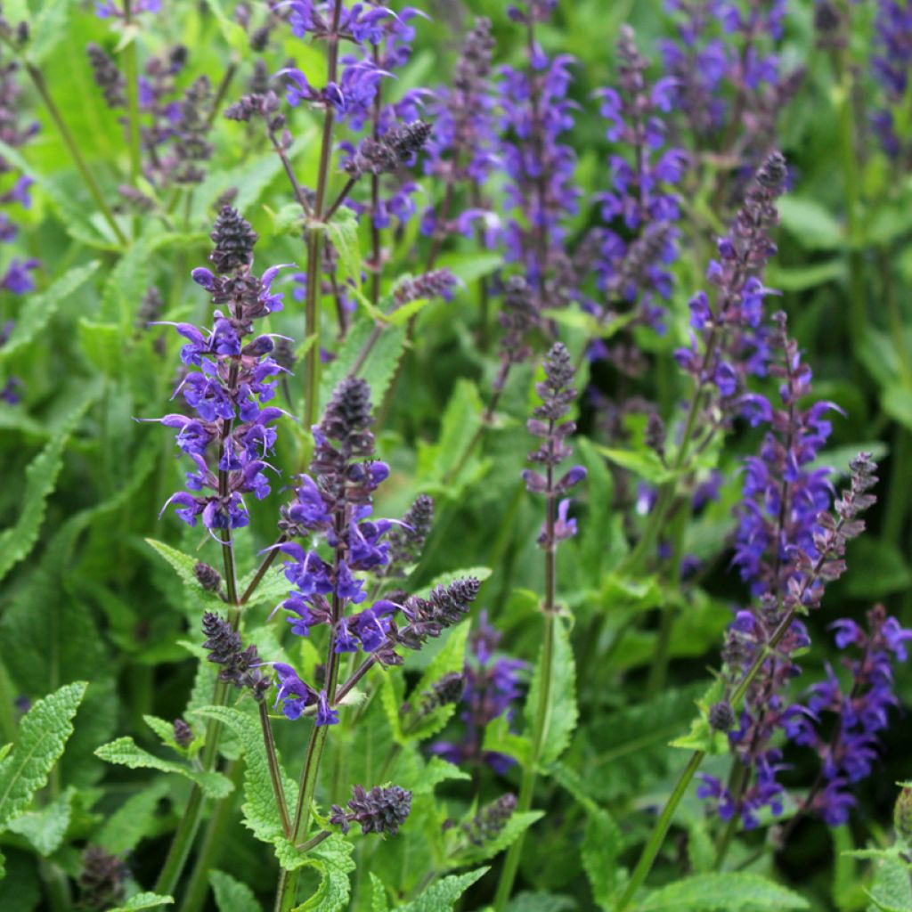 Lehtosalvia Viola Klose