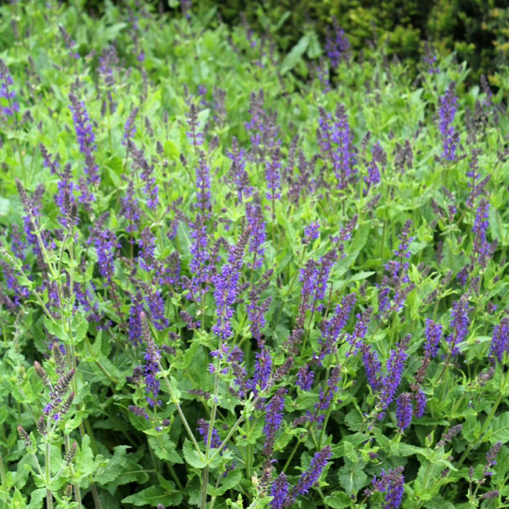 Lehtosalvia Viola Klose