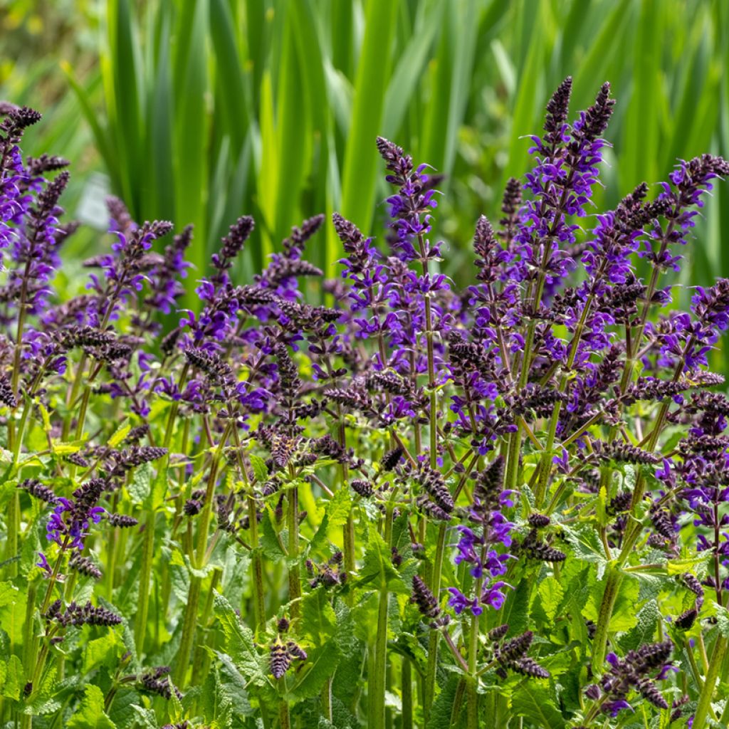 Lehtosalvia Viola Klose