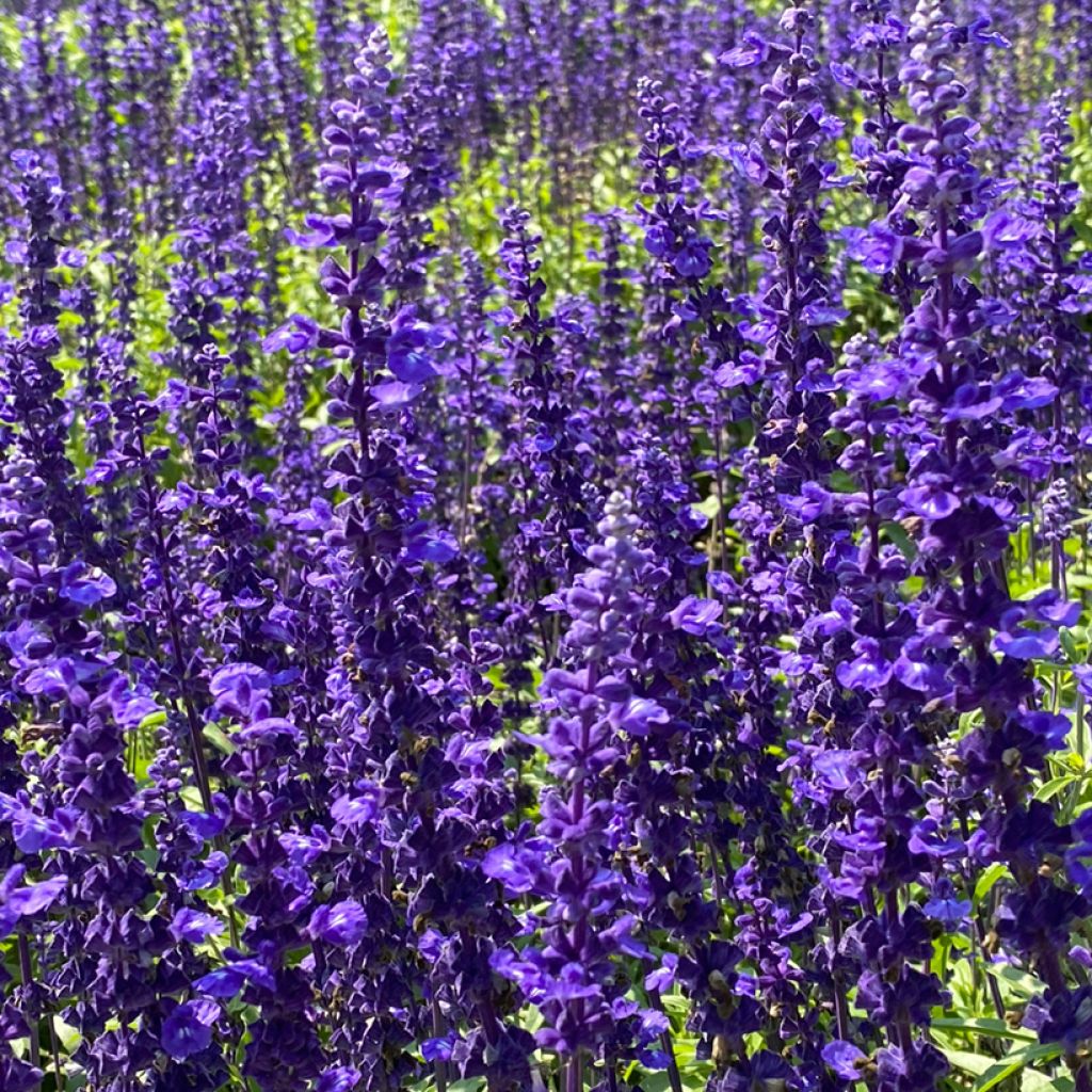 Lehtosalvia Viola Klose