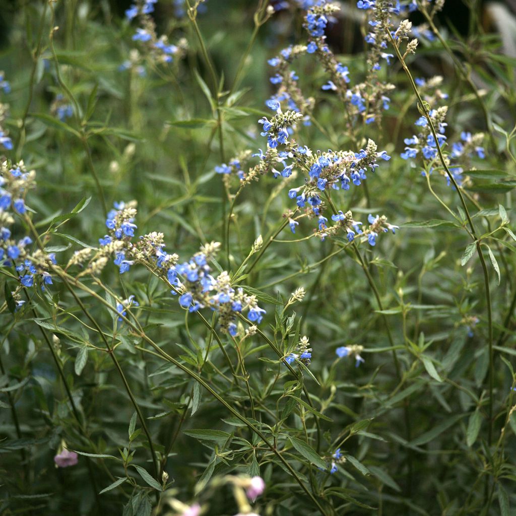 Keijunsalvia - Salvia uliginosa