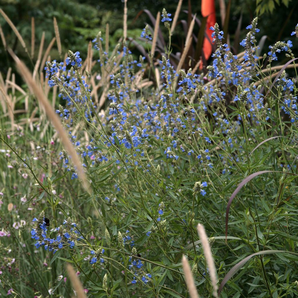 Keijunsalvia - Salvia uliginosa