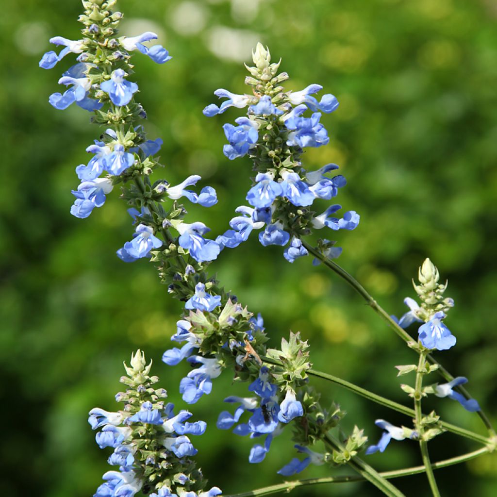 Keijunsalvia - Salvia uliginosa