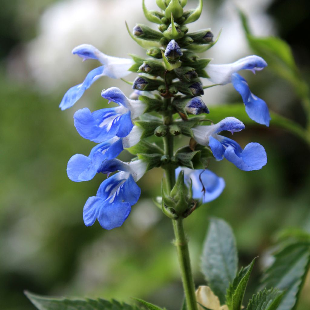 Keijunsalvia - Salvia uliginosa