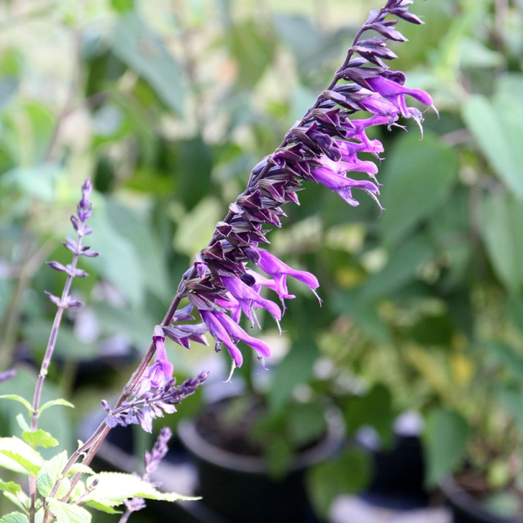Keijunsalvia Amistad