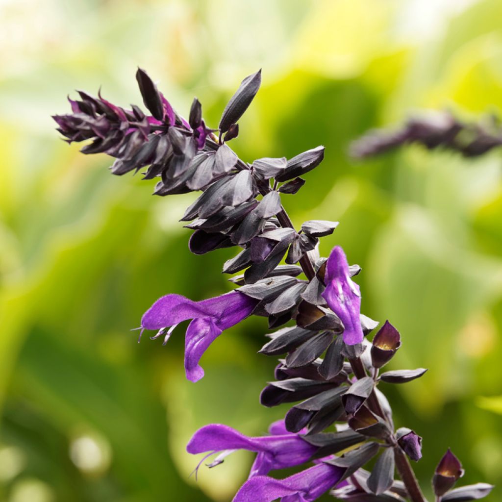 Keijunsalvia Amistad
